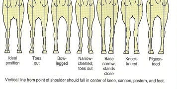 illustration showing front horse legs wih ideal position; toes out; bow-legged; narrow-chested, toes out; base narrow, stands close; knock-kneed; and pigeon-toed (from left to right)